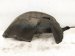 2021 Honda Accord Rear Passenger Inner Fender Liner 74541 TVA A50 Replacement 2021 Honda Accord Rear Passenger Inner Fender Liner 74541 TVA A50 Replacement thumbnail