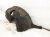 2021 Honda Accord Rear Passenger Inner Fender Liner 74541 TVA A50 Replacement 2021 Honda Accord Rear Passenger Inner Fender Liner 74541 TVA A50 Replacement thumbnail