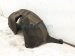 2021 Honda Accord Rear Passenger Inner Fender Liner 74541 TVA A50 Replacement 2021 Honda Accord Rear Passenger Inner Fender Liner 74541 TVA A50 Replacement thumbnail