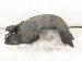 2021 Honda Accord Front Passenger Inner Fender Liner 74100 TVA A00 Replacement 2021 Honda Accord Front Passenger Inner Fender Liner 74100 TVA A00 Replacement thumbnail