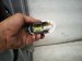 2021 Lexus Is300 Front Driver Door Silver No Mirror/trim 68102 53170 Replacement 2021 Lexus Is300 Front Driver Door Silver No Mirror/trim 68102 53170 Replacement thumbnail