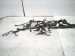 2008 Lexus Rx400h Engine Room Harness W/fuse 3.3l Hyb 82111 48D01 Replacement 2008 Lexus Rx400h Engine Room Harness W/fuse 3.3l Hyb 82111 48D01 Replacement thumbnail