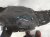 2026 Honda Civic Front Passenger Inner Fender Liner Hybrid 74100 T56 A00 Replacement 2026 Honda Civic Front Passenger Inner Fender Liner Hybrid 74100 T56 A00 Replacement thumbnail