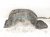 2001 Lexus Ls430 Front Driver Inner Fender Liner Sdn 53806 50020 Replacement 2001 Lexus Ls430 Front Driver Inner Fender Liner Sdn 53806 50020 Replacement thumbnail