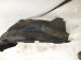 2021 Ford Ranger Front Driver Inner Fender Liner KB3Z 16103 F Replacement 2021 Ford Ranger Front Driver Inner Fender Liner KB3Z 16103 F Replacement thumbnail