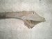 1996 Acura NSX Rear Subframe / Crossmember 50200 SL0 010 Replacement 1996 Acura NSX Rear Subframe / Crossmember 50200 SL0 010 Replacement thumbnail