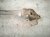 1996 Acura NSX Rear Subframe / Crossmember 50200 SL0 010 Replacement 1996 Acura NSX Rear Subframe / Crossmember 50200 SL0 010 Replacement thumbnail