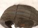 2017 Honda HR V Rear Passenger Inner Fender Liner 74552 T7W A01 Replacement 2017 Honda HR V Rear Passenger Inner Fender Liner 74552 T7W A01 Replacement thumbnail
