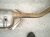 2025 Subaru Forester Exhaust Pipe Assy 2.5l Awd 44200SL05A Replacement 2025 Subaru Forester Exhaust Pipe Assy 2.5l Awd 44200SL05A Replacement thumbnail