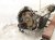 2019 Toyota Tacoma Automatic Transmission = 78k Mi 35010 04280 Replacement 2019 Toyota Tacoma Automatic Transmission = 78k Mi 35010 04280 Replacement thumbnail
