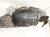 2025 Subaru Forester Front Passenger Inner Fender Liner 59110SL000 Replacement 2025 Subaru Forester Front Passenger Inner Fender Liner 59110SL000 Replacement thumbnail