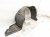2021 Toyota Corolla Front Passenger Inner Fender Liner 53805 12100 Replacement 2021 Toyota Corolla Front Passenger Inner Fender Liner 53805 12100 Replacement thumbnail