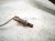 2021 Toyota Corolla Catalytic Exhaust Pipe W/converter Assy 1.8l 17410 37500 Replacement 2021 Toyota Corolla Catalytic Exhaust Pipe W/converter Assy 1.8l 17410 37500 Replacement thumbnail