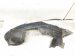 2023 Honda Ridgeline Front Driver Inner Fender Liner 74151 T6Z A00 Replacement 2023 Honda Ridgeline Front Driver Inner Fender Liner 74151 T6Z A00 Replacement thumbnail