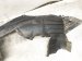 2023 Honda Ridgeline Front Driver Inner Fender Liner 74151 T6Z A00 Replacement 2023 Honda Ridgeline Front Driver Inner Fender Liner 74151 T6Z A00 Replacement thumbnail