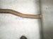 2023 Ford Escape Rear Exhaust Muffler W/pipe 1.5l Fwd PZ1Z 5230 B Replacement 2023 Ford Escape Rear Exhaust Muffler W/pipe 1.5l Fwd PZ1Z 5230 B Replacement thumbnail