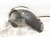 2023 Volkswagen Golf Front Passenger Inner Fender Liner 5H0 805 912 M Replacement 2023 Volkswagen Golf Front Passenger Inner Fender Liner 5H0 805 912 M Replacement thumbnail