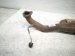 2023 Honda Ridgeline Catalytic Front Exhaust Pipe W/conv 3.5l Awd 18150 5MJ A50 Replacement 2023 Honda Ridgeline Catalytic Front Exhaust Pipe W/conv 3.5l Awd 18150 5MJ A50 Replacement thumbnail