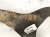 2025 Subaru Forester Rear Passenger Upper Control Arm 20252SG001 Replacement 2025 Subaru Forester Rear Passenger Upper Control Arm 20252SG001 Replacement thumbnail