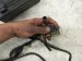 2023 Honda Ridgeline Driver Eng Room Harness W/fuse 3.5l Awd 32120 T6Z AK0 Replacement 2023 Honda Ridgeline Driver Eng Room Harness W/fuse 3.5l Awd 32120 T6Z AK0 Replacement thumbnail