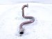 2024 Honda Accord Egr Pipe 2.0l Hybrid 18717 6MA J00 Replacement 2024 Honda Accord Egr Pipe 2.0l Hybrid 18717 6MA J00 Replacement thumbnail
