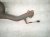 2021 Honda Pilot Catalytic Exhaust Converter Pipe Assy 3.5l 18150 RLV A50 Replacement 2021 Honda Pilot Catalytic Exhaust Converter Pipe Assy 3.5l 18150 RLV A50 Replacement thumbnail