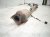 2016 Honda Accord Catalytic Converter Exhaust Pipe 18150 5A3 L51 Replacement 2016 Honda Accord Catalytic Converter Exhaust Pipe 18150 5A3 L51 Replacement thumbnail
