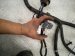 2023 Honda Ridgeline Rear Body Wire Harness 32108 T6Z AK0 Replacement 2023 Honda Ridgeline Rear Body Wire Harness 32108 T6Z AK0 Replacement thumbnail