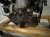 2017 BMW Mini Cooper Long Block Engine / Motor = 68k Mi 11 00 2 455 320 Replacement 2017 BMW Mini Cooper Long Block Engine / Motor = 68k Mi 11 00 2 455 320 Replacement thumbnail