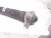 2023 Volkswagen Golf Gti Strut / Spring / Rear Driver Shock Absorber 5WA 513 045 AM Replacement 2023 Volkswagen Golf Gti Strut / Spring / Rear Driver Shock Absorber 5WA 513 045 AM Replacement thumbnail