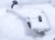 2016 BMW 328i Windshield Washer Reservoir Tank 61 66 7 241 680 Replacement 2016 BMW 328i Windshield Washer Reservoir Tank 61 66 7 241 680 Replacement thumbnail