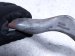 2016 BMW 328i Front Passenger Forward Lower Control Arm 31 12 6 854 724 Replacement 2016 BMW 328i Front Passenger Forward Lower Control Arm 31 12 6 854 724 Replacement thumbnail