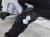 2018 Toyota Sienna Rear Passenger Door White No Inside Trim 67003 08111 Replacement 2018 Toyota Sienna Rear Passenger Door White No Inside Trim 67003 08111 Replacement thumbnail