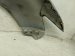 2018 Toyota Camry Front Driver Fender Silver 53802 33200 Replacement 2018 Toyota Camry Front Driver Fender Silver 53802 33200 Replacement thumbnail