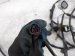 2020 Toyota Camry Engine Room Harness W/fuse 2.5l Fwd 82116 06772 Replacement 2020 Toyota Camry Engine Room Harness W/fuse 2.5l Fwd 82116 06772 Replacement thumbnail