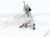 2021 Tesla Model Y Front Arms Motor Frt Windshield Wiper Mtr & Linkage 1490242 00 A Replacement 2021 Tesla Model Y Front Arms Motor Frt Windshield Wiper Mtr & Linkage 1490242 00 A Replacement thumbnail