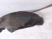 2004 Volvo S40 Rear Driver Inner Fender Liner 30678139 Replacement 2004 Volvo S40 Rear Driver Inner Fender Liner 30678139 Replacement thumbnail