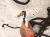 2022 Nissan Frontier Engine Room Wire Harness S 3.8l 24010 9BU3D Replacement 2022 Nissan Frontier Engine Room Wire Harness S 3.8l 24010 9BU3D Replacement thumbnail