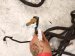 2022 Nissan Frontier Engine Room Wire Harness S 3.8l 24010 9BU3D Replacement 2022 Nissan Frontier Engine Room Wire Harness S 3.8l 24010 9BU3D Replacement thumbnail