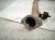 2015 Lexus Gs350 Driver Exhaust Muffler 3.5l Rwd 17440 31160 Replacement 2015 Lexus Gs350 Driver Exhaust Muffler 3.5l Rwd 17440 31160 Replacement thumbnail