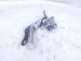 2018 Toyota Camry Driver Hood Hinge Silver 53420 33300 Replacement 2018 Toyota Camry Driver Hood Hinge Silver 53420 33300 Replacement thumbnail