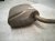 2021 Lexus Is300 Passenger Exhaust Muffler W/pipe 2.0t Rwd 17430 36450 Replacement 2021 Lexus Is300 Passenger Exhaust Muffler W/pipe 2.0t Rwd 17430 36450 Replacement thumbnail