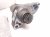 2018 Honda Odyssey Starter Motor 31200 5MR A01 Replacement 2018 Honda Odyssey Starter Motor 31200 5MR A01 Replacement thumbnail