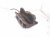 2018 Honda Odyssey Front Driver Brake Caliper 43019 SDA A00 Replacement 2018 Honda Odyssey Front Driver Brake Caliper 43019 SDA A00 Replacement thumbnail