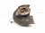 2018 Honda Odyssey Front Passenger Spindle Knuckle Hub 51211 THR A01 Replacement 2018 Honda Odyssey Front Passenger Spindle Knuckle Hub 51211 THR A01 Replacement thumbnail