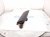 2018 Honda Odyssey Airbag Passenger Knee Air Bag 78920 THR A80ZA Replacement 2018 Honda Odyssey Airbag Passenger Knee Air Bag 78920 THR A80ZA Replacement thumbnail