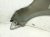 2018 Honda Odyssey Front Passenger Fender Silver *slight Dent 60211 THR 305ZZ Replacement 2018 Honda Odyssey Front Passenger Fender Silver *slight Dent 60211 THR 305ZZ Replacement thumbnail