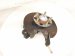 2006 Honda Accord Axle Stub Rear Passenger Spindle Knuckle Hub 52210 SDA A50 Replacement 2006 Honda Accord Axle Stub Rear Passenger Spindle Knuckle Hub 52210 SDA A50 Replacement thumbnail