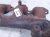 2022 Chevy Tahoe Driver Exhaust Manifold 6.2l 4x4 12701713 Replacement 2022 Chevy Tahoe Driver Exhaust Manifold 6.2l 4x4 12701713 Replacement thumbnail