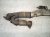 2019 Nissan Pathfinder Catalytic Front Exhaust Pipe W/conv 3.5l Fwd 200A0 9KA0A Replacement 2019 Nissan Pathfinder Catalytic Front Exhaust Pipe W/conv 3.5l Fwd 200A0 9KA0A Replacement thumbnail